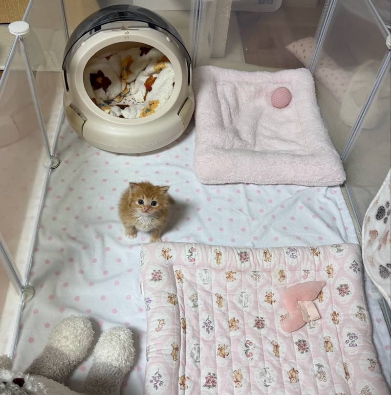 배 너무 많이 나오고 설사해서 기생충 의심되서 병원다녀왔다가 그냥 빵아기고양이된 아깽이(심장아픔 주의) | 인스티즈