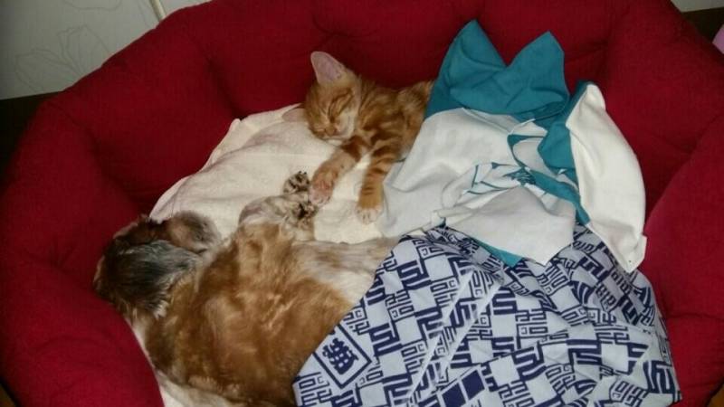 [잡담] 우리 진짜 힘들게 꾸역꾸역 이번시리즈 위닝 확정되서 독방에 푼 고양이 강아지 사진 큰방에도 쪼금만 가져왔어 | 인스티즈