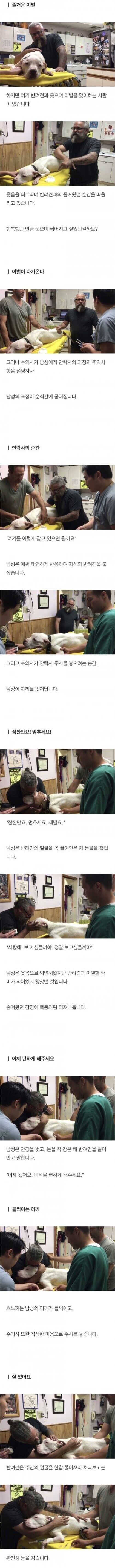 주인을 바라보는 안락사 되는 강아지 | 인스티즈