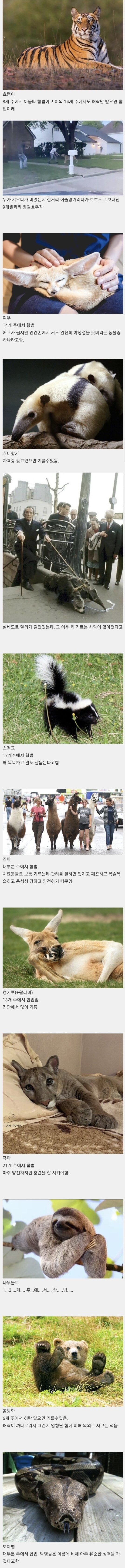 의외로 미국에서 합법적으로 기를 수 있는 동물들 | 인스티즈