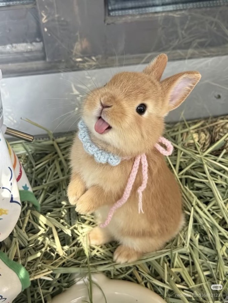 [잡담] 이상원 토끼포즈할때마다 혀수납이 영원히 안됨...ㅠㅠㅠ | 인스티즈