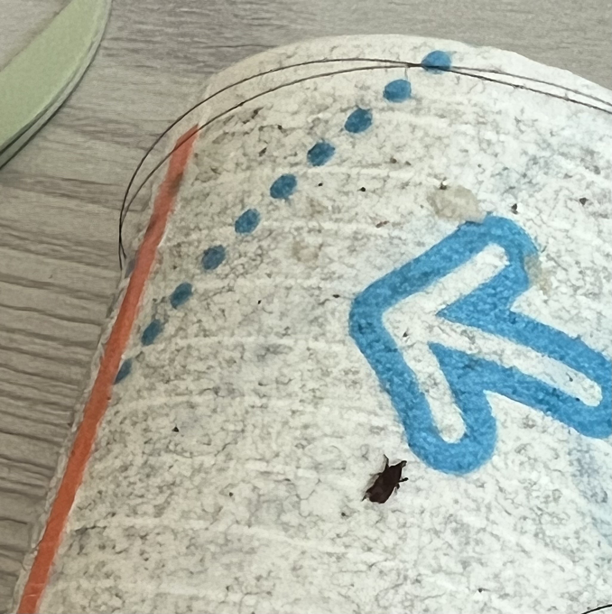 [잡담] 이거 혹시 새끼바퀴벌레임? 혐오주의 | 인스티즈