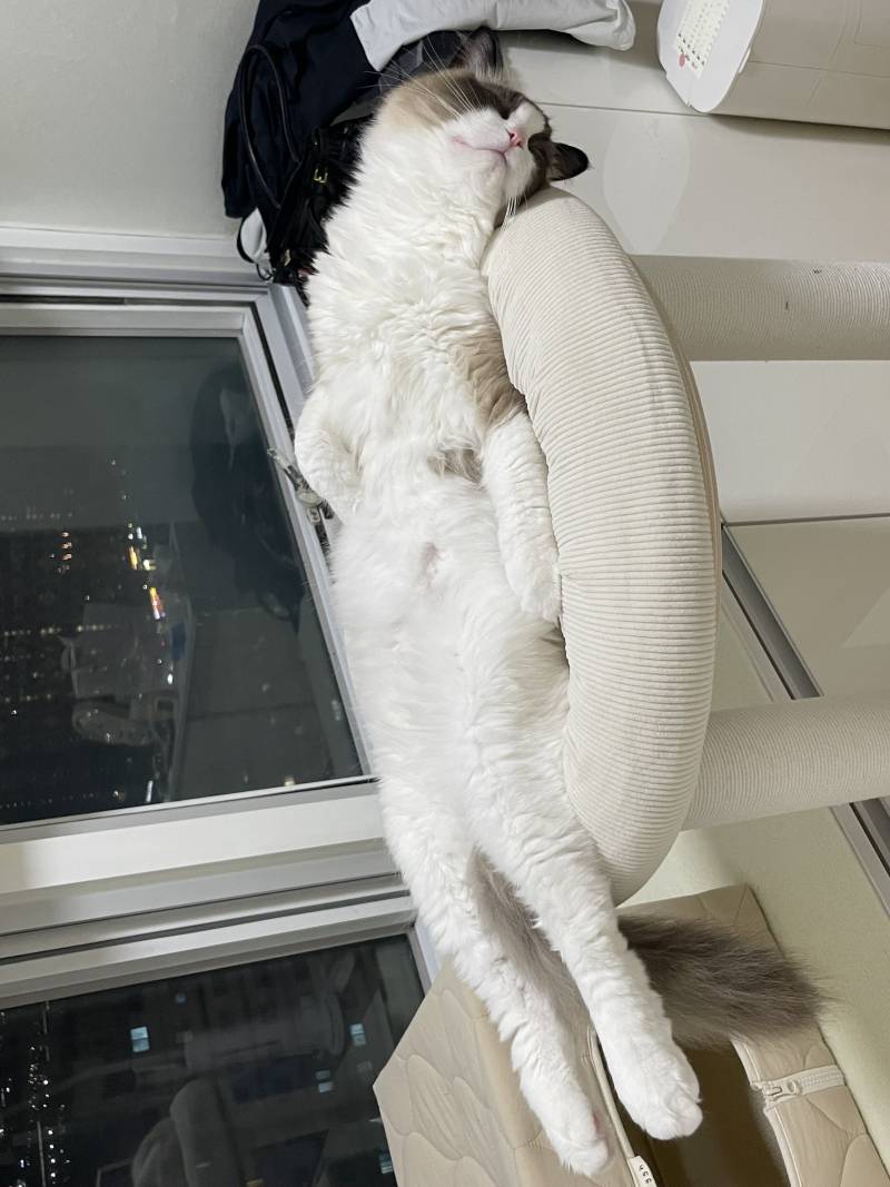 [잡담] 우리집 냥냥이 자는 자셐ㅋㅋㅋ 미쳤나봨ㅋㅋㅋㅋㅋ | 인스티즈