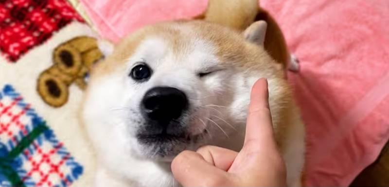[잡담] 내가 좋아하는 강아지 유튜브 소개해도 되니 | 인스티즈