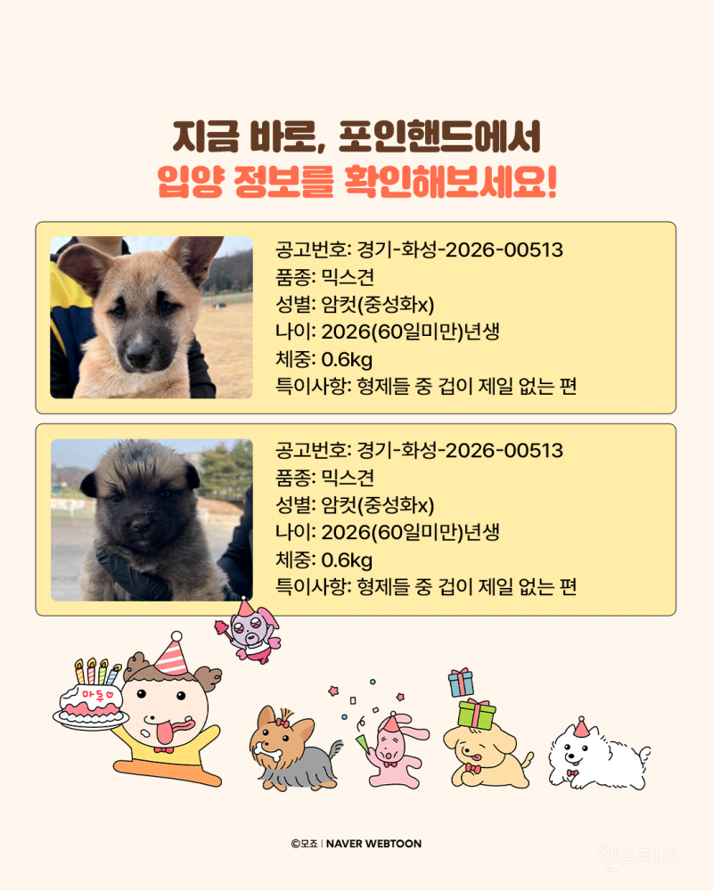 유기견 강아지들이 모델로 참여했다는 마루는강쥐 생일굿즈 | 인스티즈