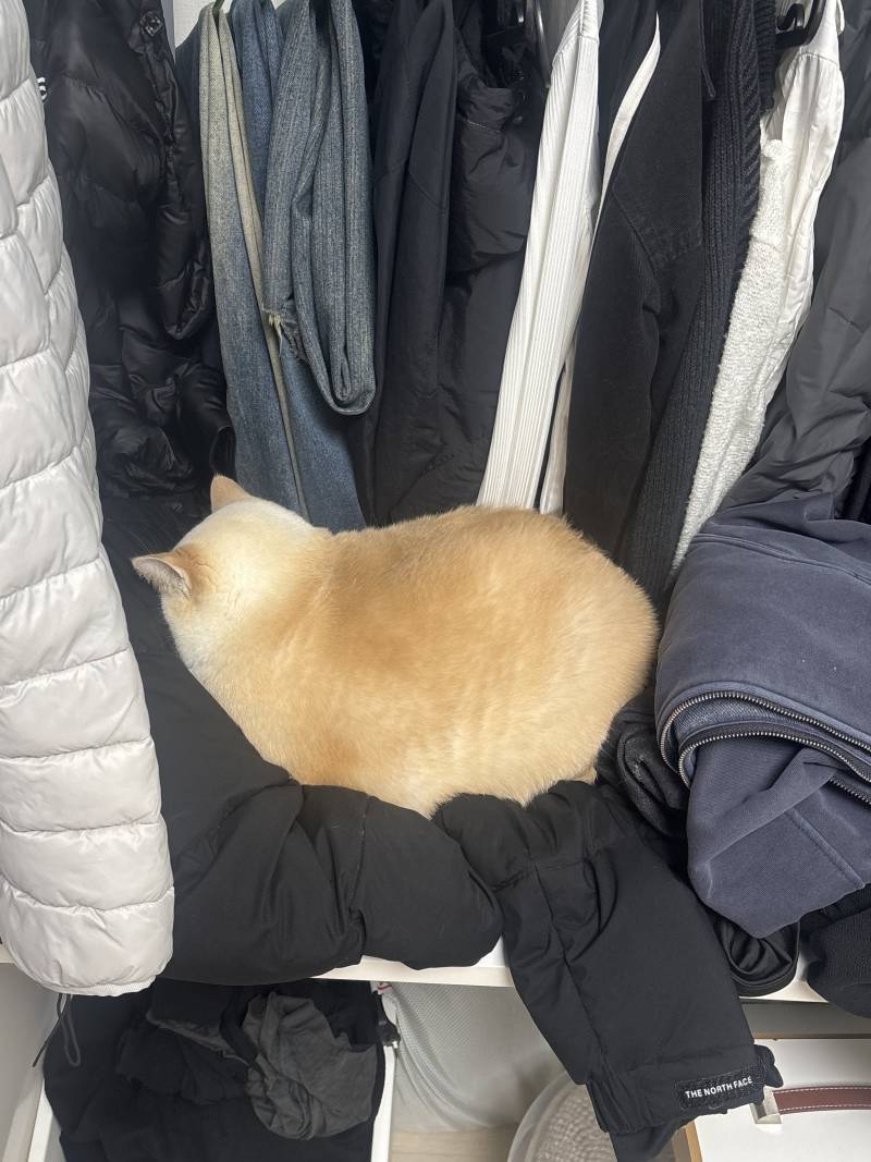 [잡담] 우리집 고양이 | 인스티즈