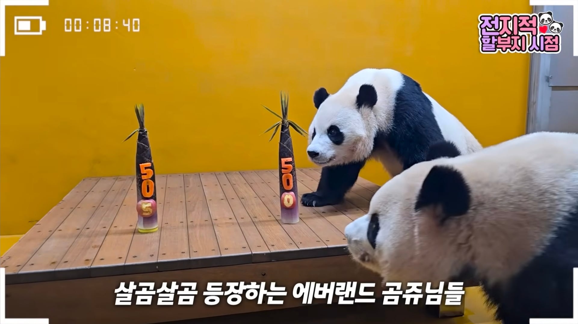[잡담] 할!!!! 미친!!!! 강바오 강철원 주키퍼님 39년 근속이시래 | 인스티즈