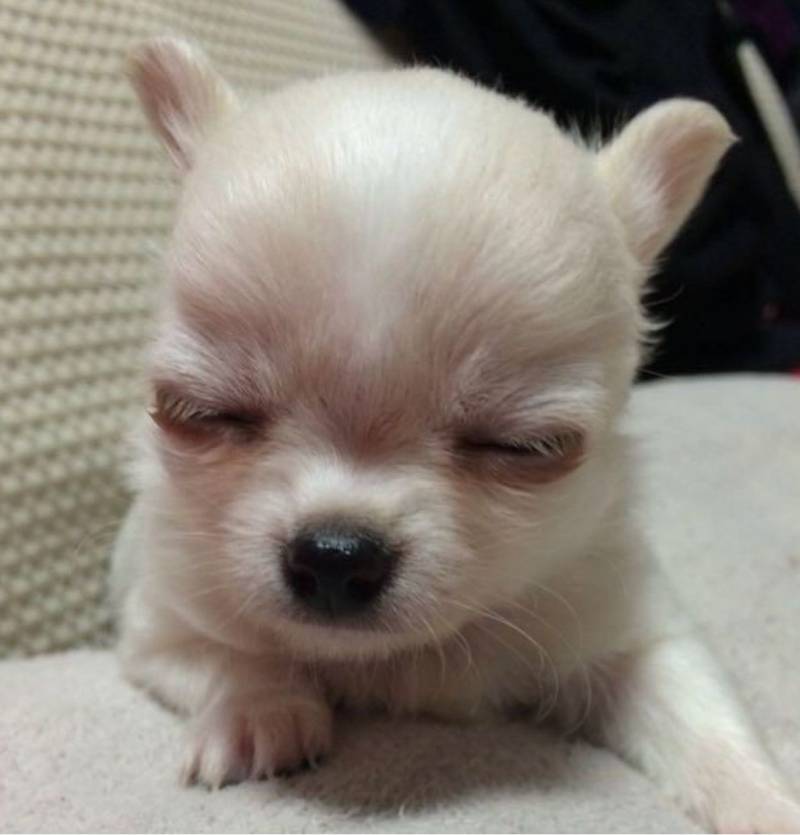 [잡담] 아기와와래 어이없어 | 인스티즈