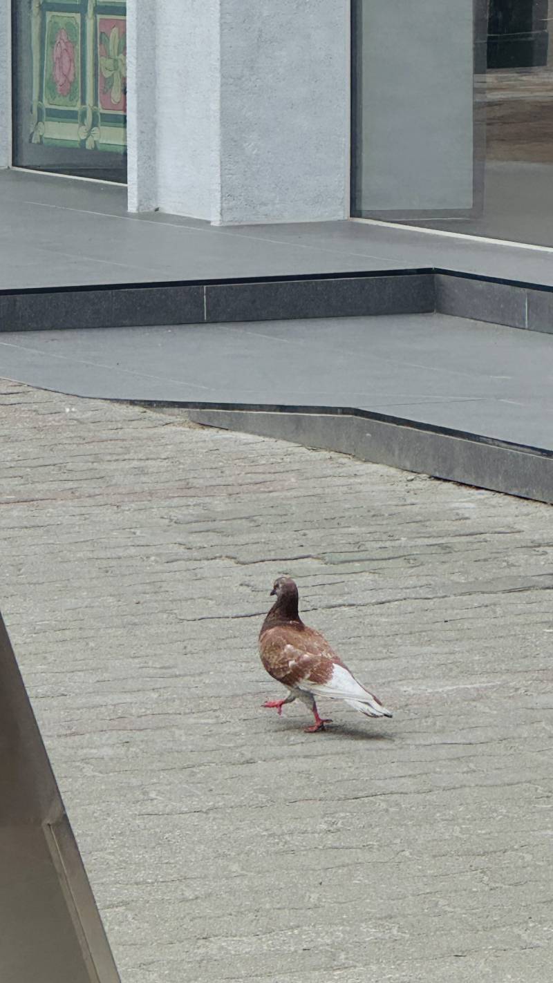 [잡담] 뚱땅거리는 고급진 브라운 비둘기봄 | 인스티즈