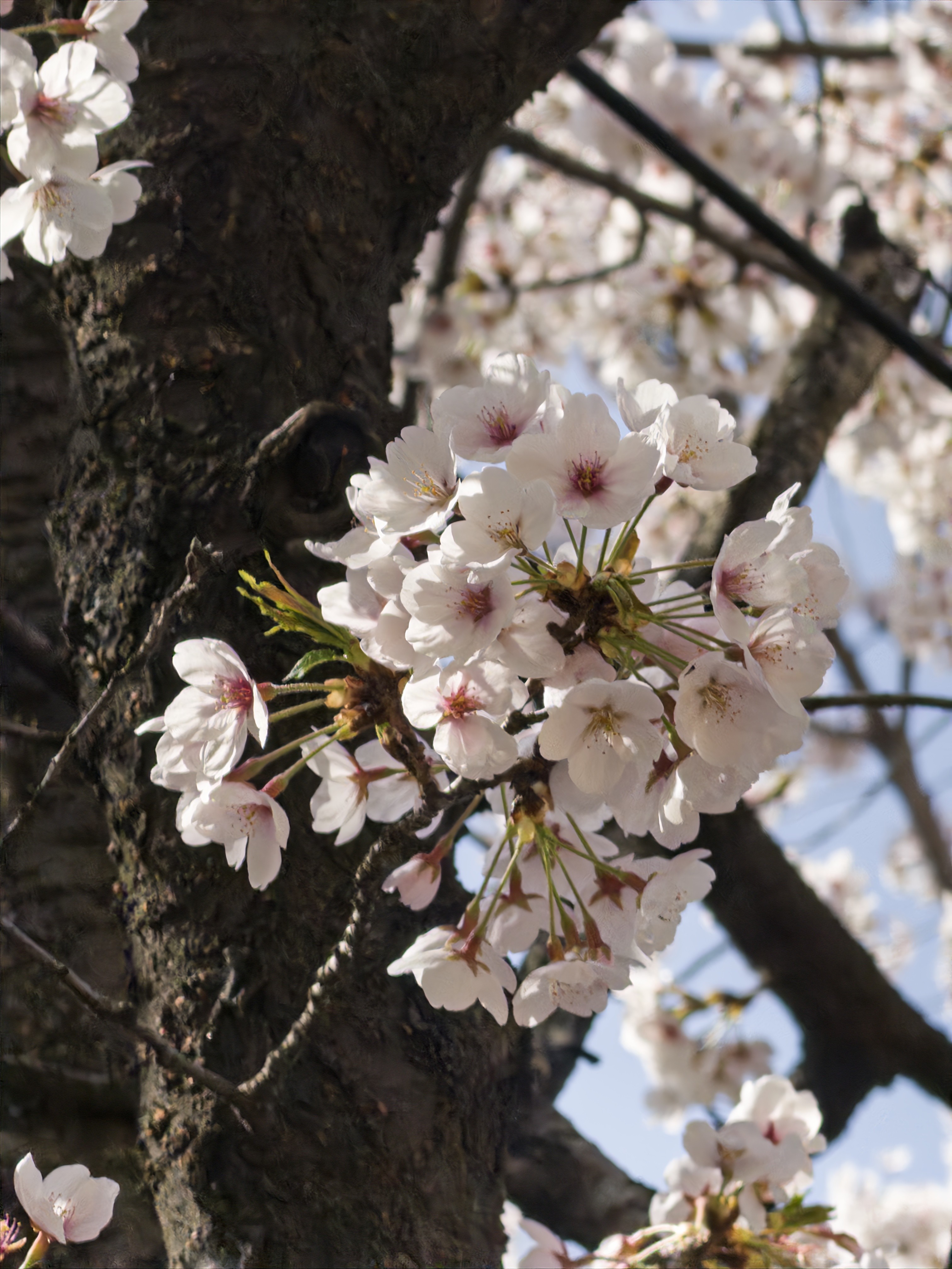 [잡담] 폰으로 꽃사진 잘 찍는 방법🌸(그냥 개인적으로) | 인스티즈