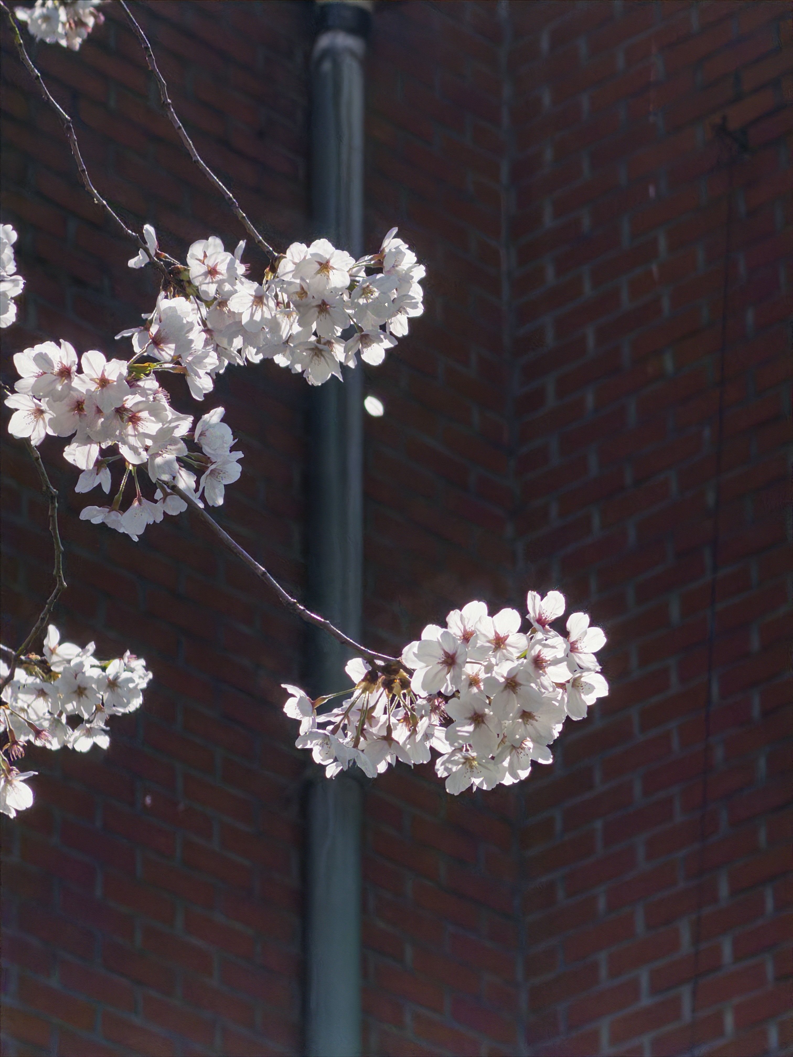 [잡담] 폰으로 꽃사진 잘 찍는 방법🌸(그냥 개인적으로) | 인스티즈