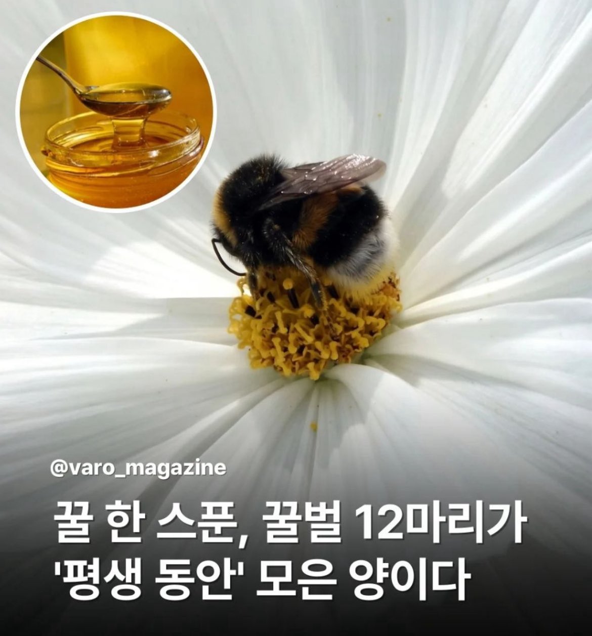 [잡담] 꿀 진짜 감사하게 먹어야겠다 | 인스티즈