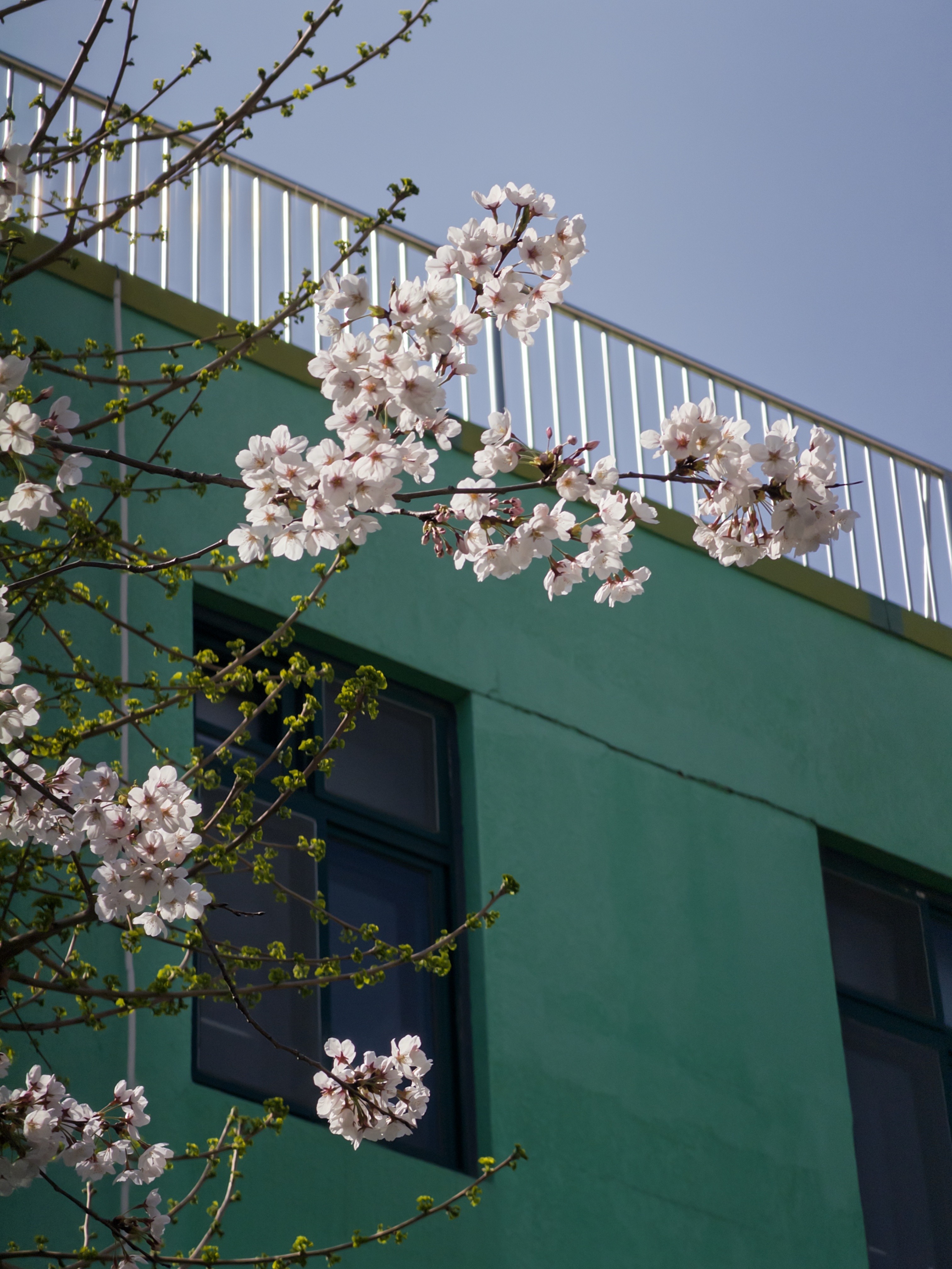 [잡담] 폰으로 꽃사진 잘 찍는 방법🌸(그냥 개인적으로) | 인스티즈