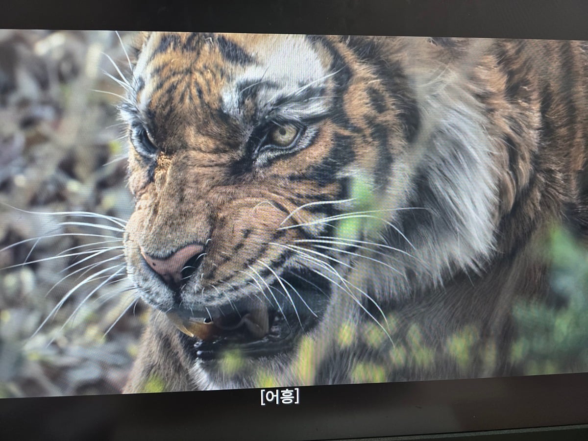 [잡담] 왕사남 밤티호랑이 성형 성공했대 | 인스티즈