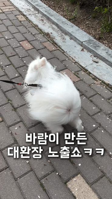 [잡담] 바람이 만든 대환장 똥꼬쇼 | 인스티즈