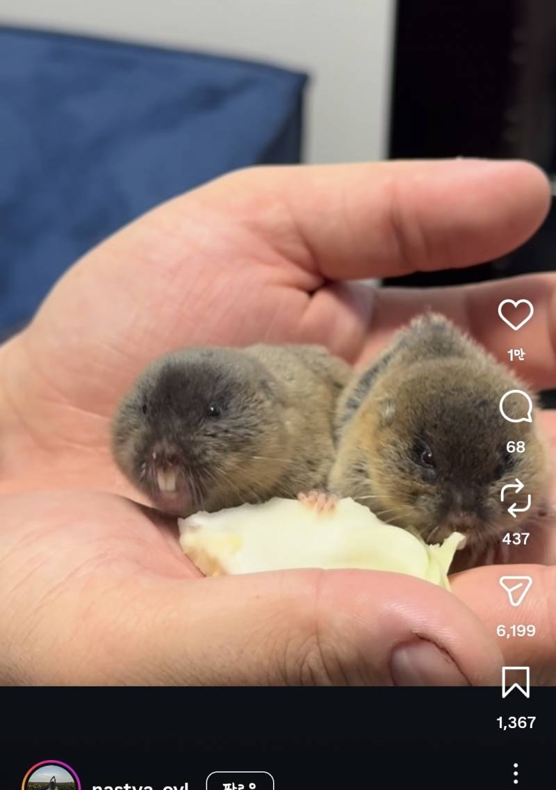 [잡담] 뭔가 귀여운데 불쾌하게 생김.. | 인스티즈