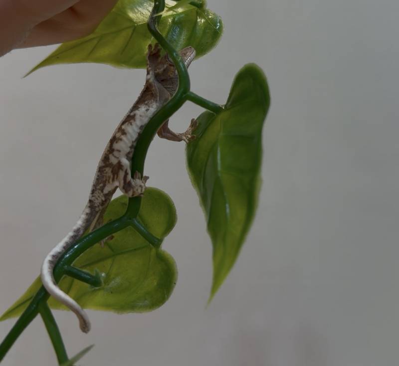 [잡담] 세상 그 무엇보다 기특한 우리집 애기 도마뱀🦎✨ | 인스티즈