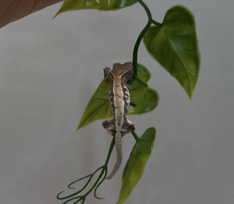 [잡담] 세상 그 무엇보다 기특한 우리집 애기 도마뱀🦎✨ | 인스티즈
