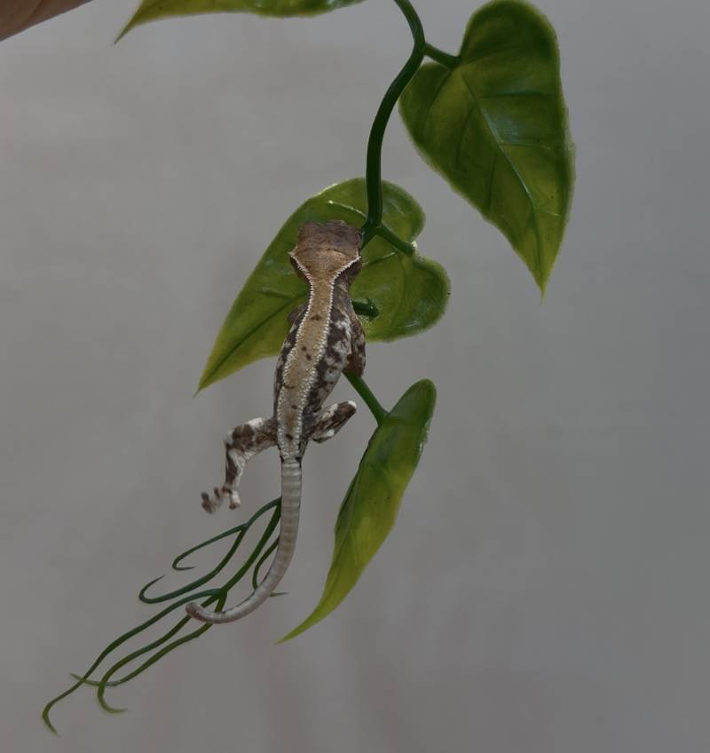 [잡담] 세상 그 무엇보다 기특한 우리집 애기 도마뱀🦎✨ | 인스티즈