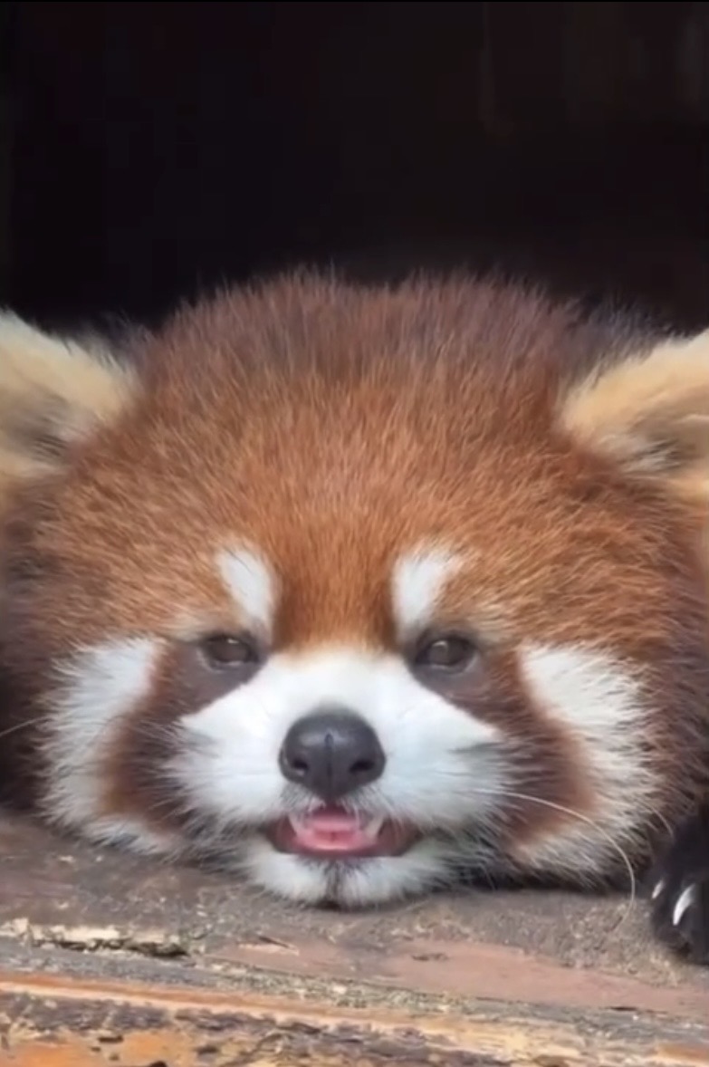 [잡담] 앤더블 장하오는 래서팬더임 | 인스티즈
