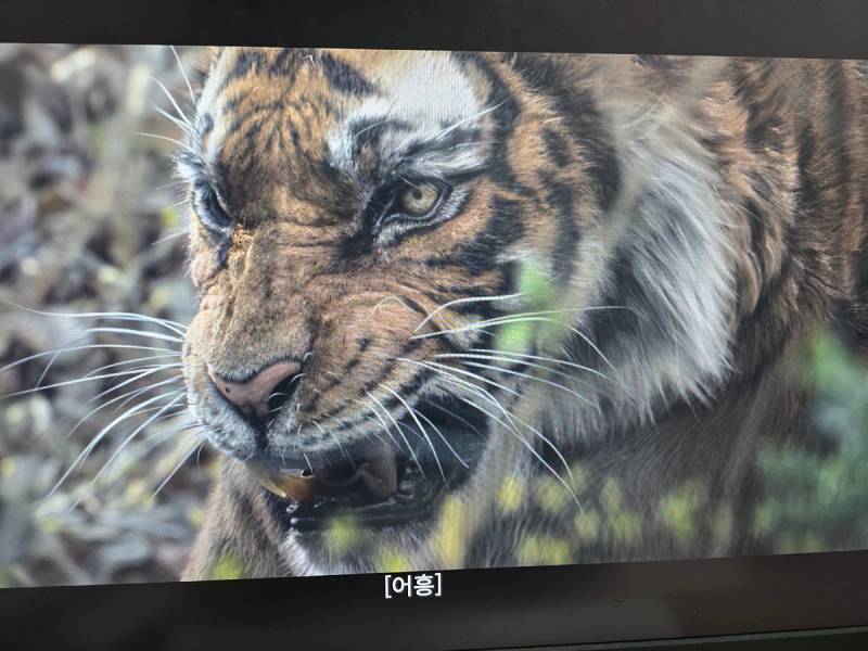 왕사남 밤티호랑이 성형완료 애프터.....JPG🐯 | 인스티즈