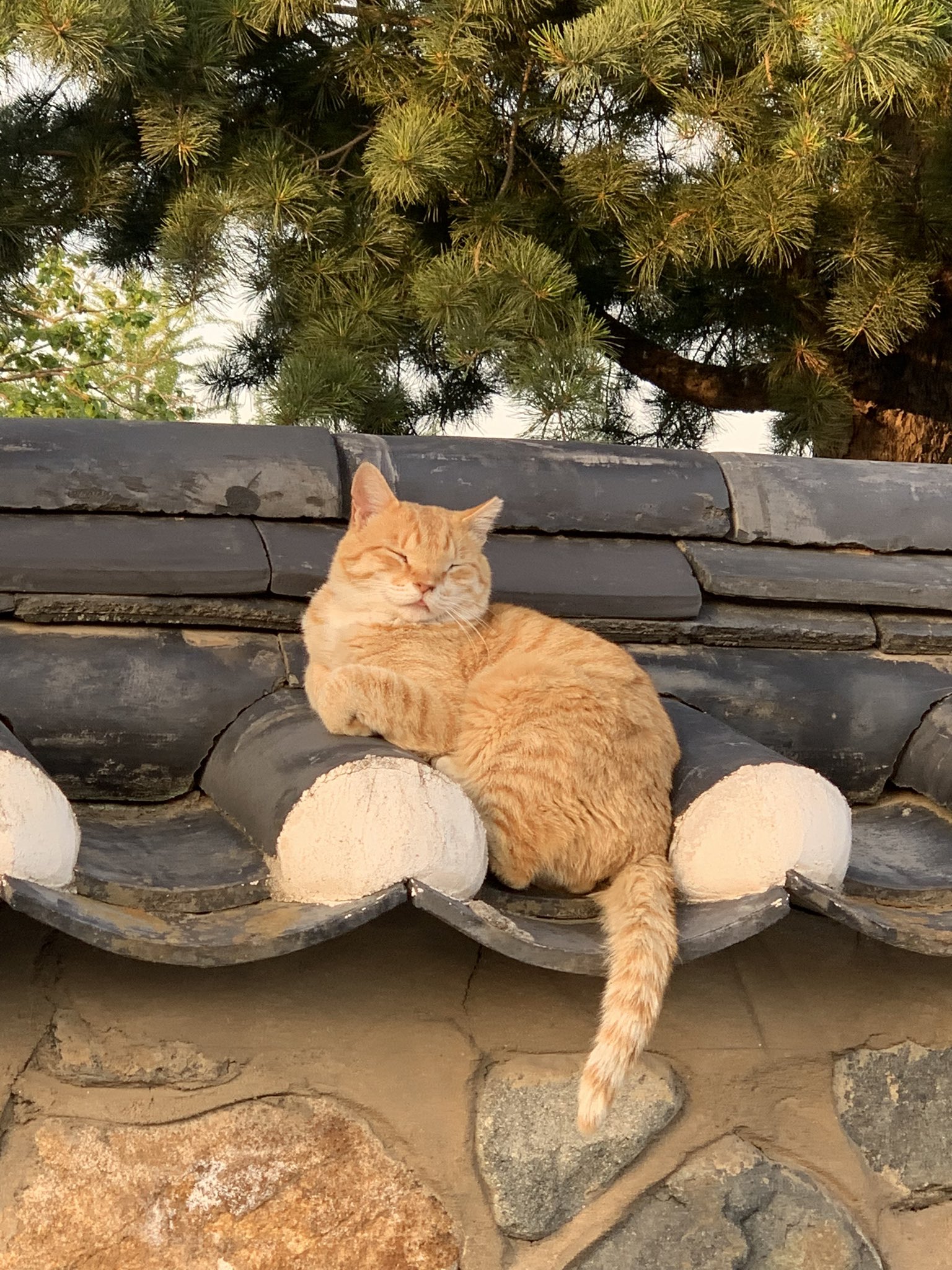 [잡담] 황리단길에서 유명했던 고양이 입양갔대 | 인스티즈