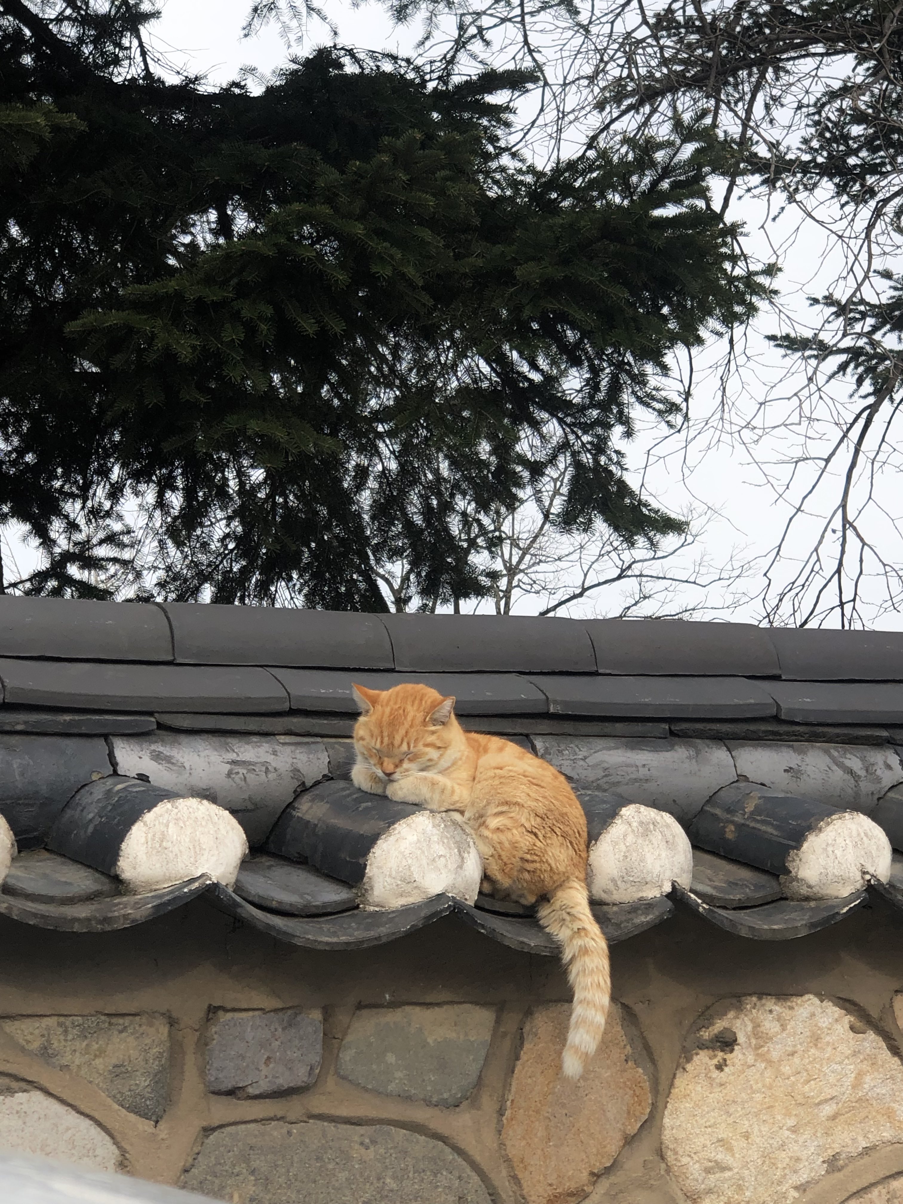 [잡담] 황리단길에서 유명했던 고양이 입양갔대 | 인스티즈
