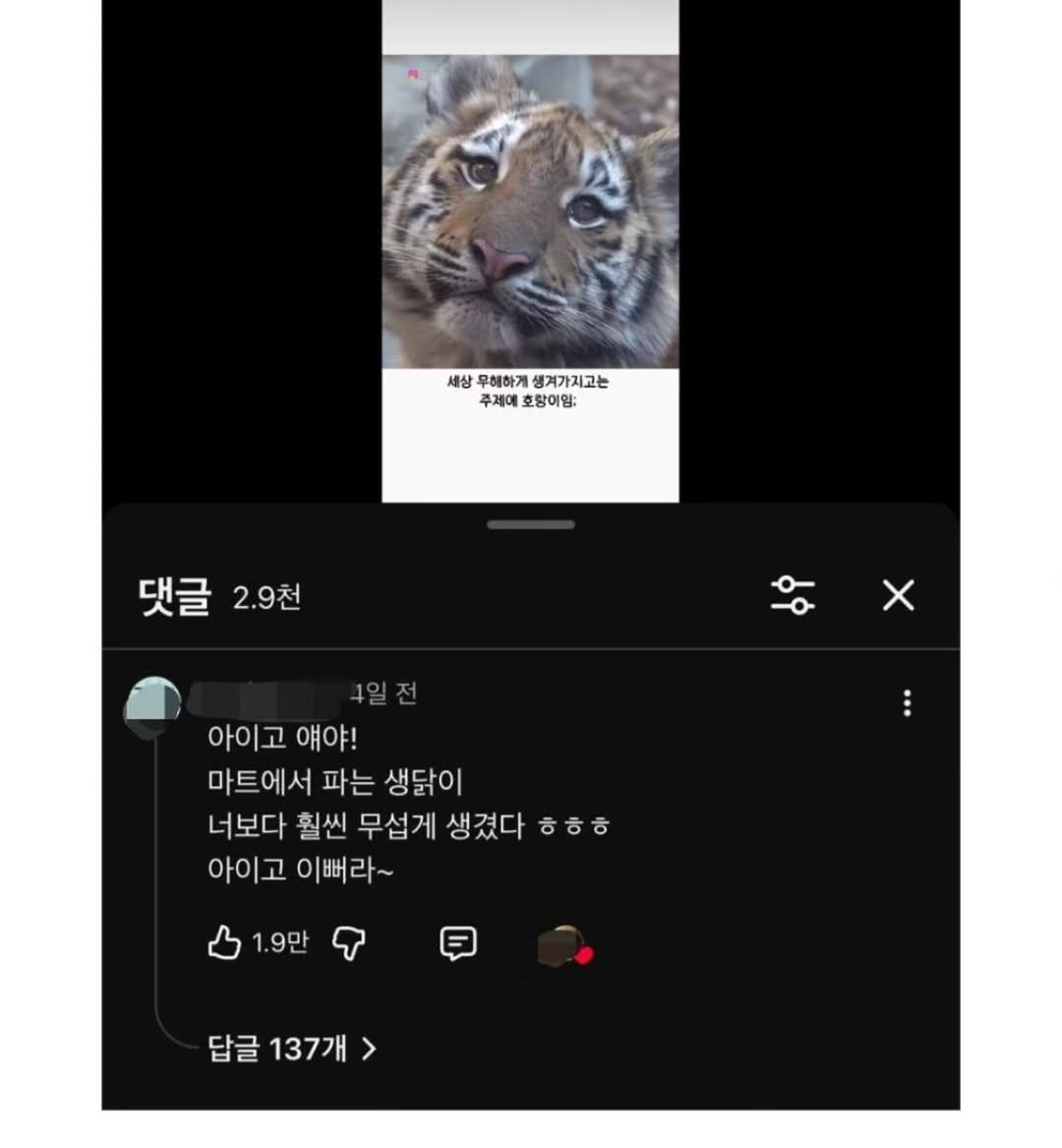 [정보/소식] 맹수이긴 한데 맹수 같지 않다는 서울대공원의 귀요미 호랑이 | 인스티즈
