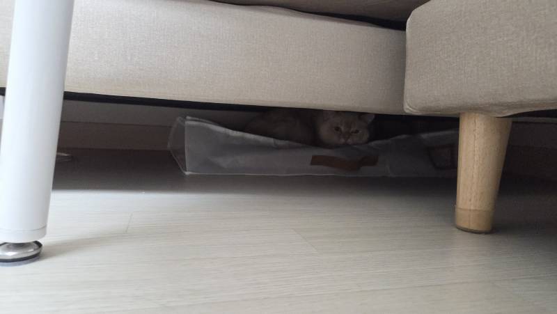 [잡담] 하 고양이 없어진 줄 알고 온 집안을 뒤집어엎었는데 | 인스티즈