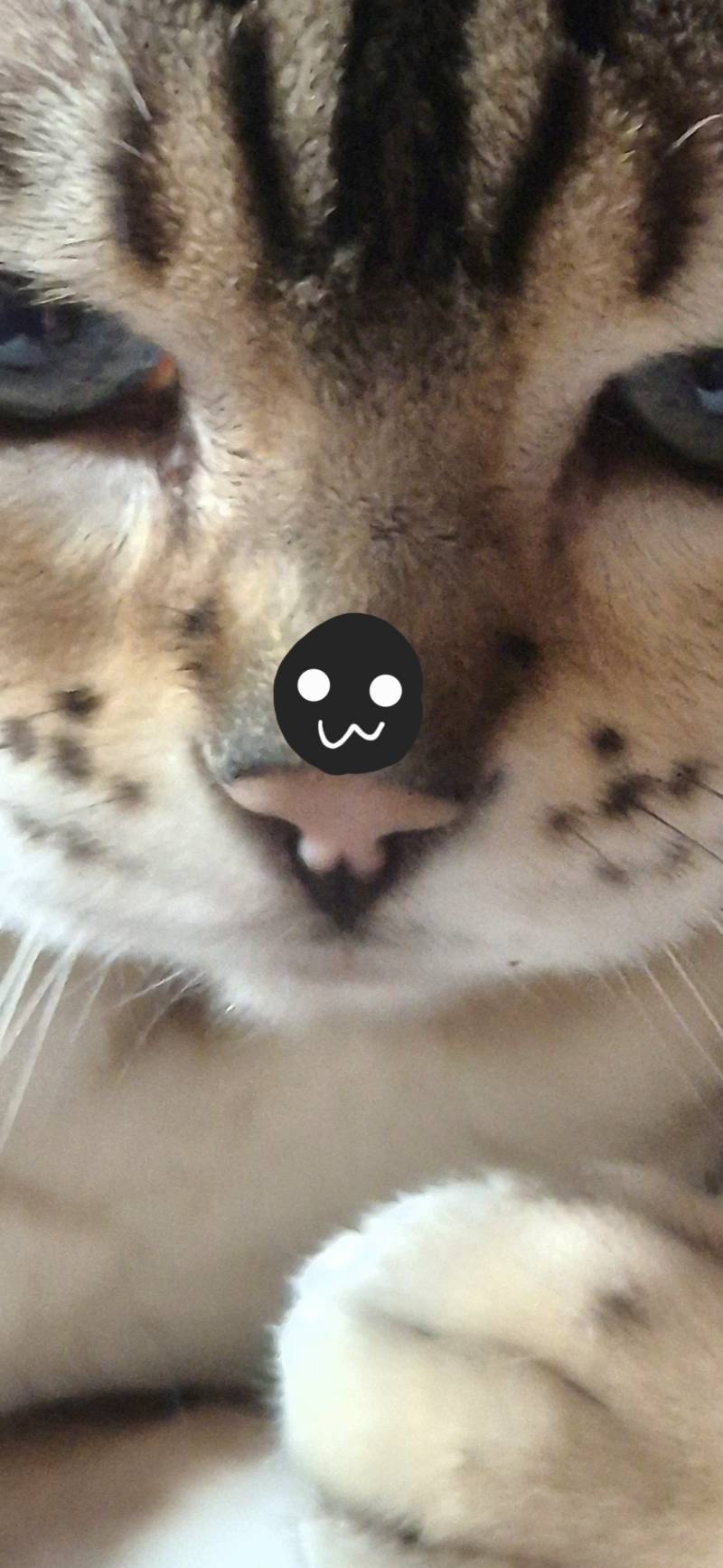 [잡담] 고양이 코에 그림 그렸는데 봐줘ㅎㅎ | 인스티즈