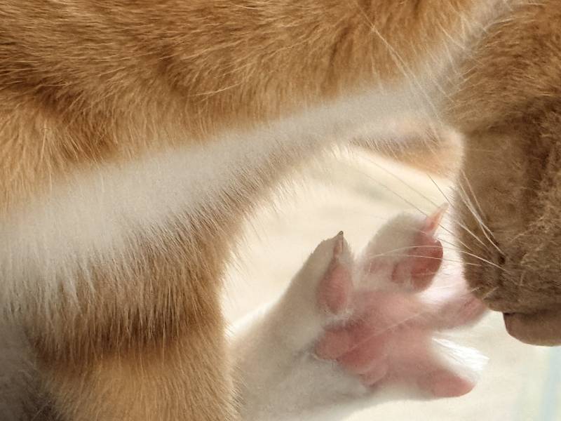 [잡담] 내가 특별히 귀여운거 보여줄게 | 인스티즈