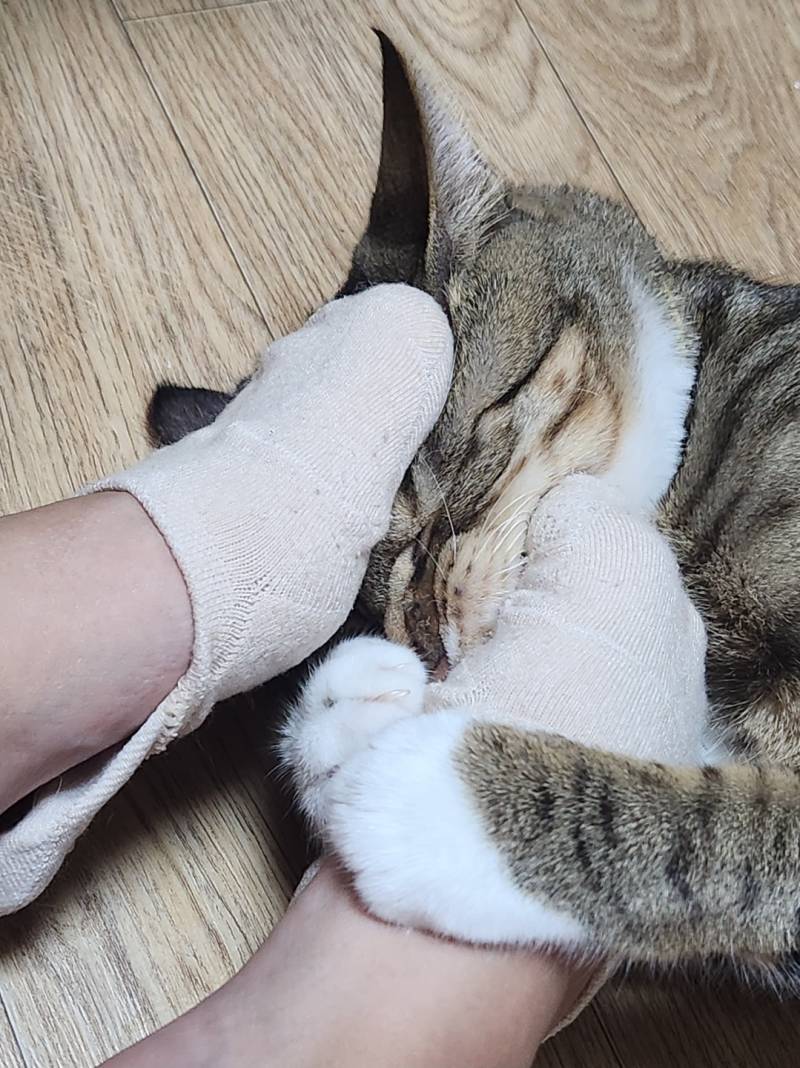 [잡담] 우리집 금쪽이냥 🐱 🙀 😻 😺 😾 😸 🐱 🙀 | 인스티즈