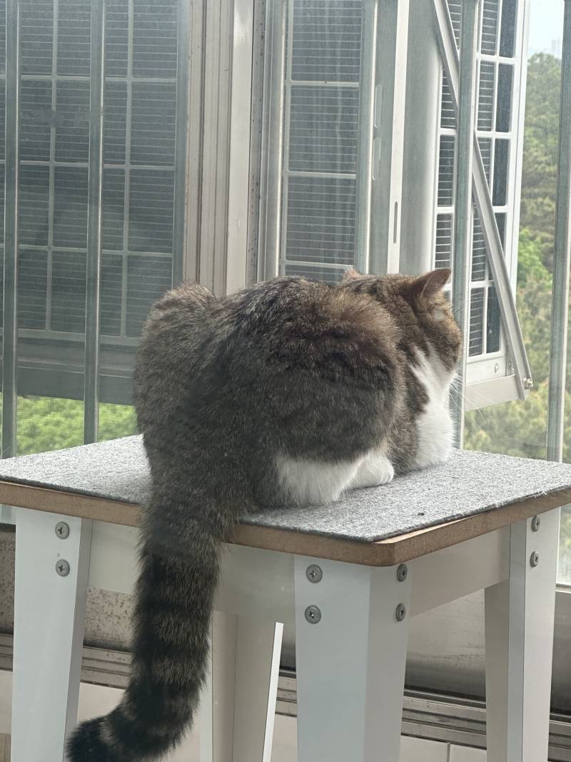 [잡담] 우리 고양이 빵댕이 땜에 식빵 봐 | 인스티즈