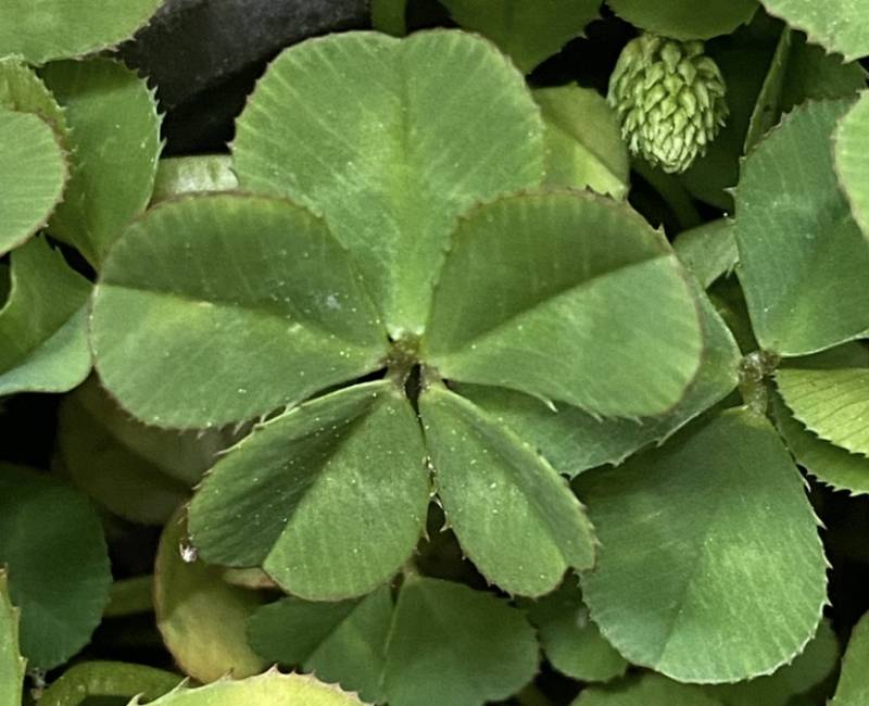 [잡담] 오잎클로버🍀 | 인스티즈