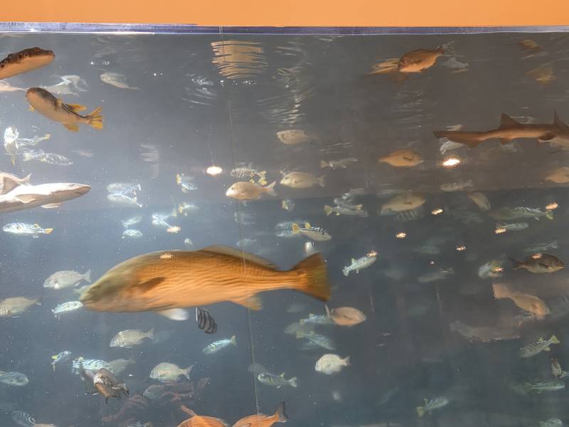 [잡담] 와나씨 카페에 물고기 있는곳옴.. | 인스티즈