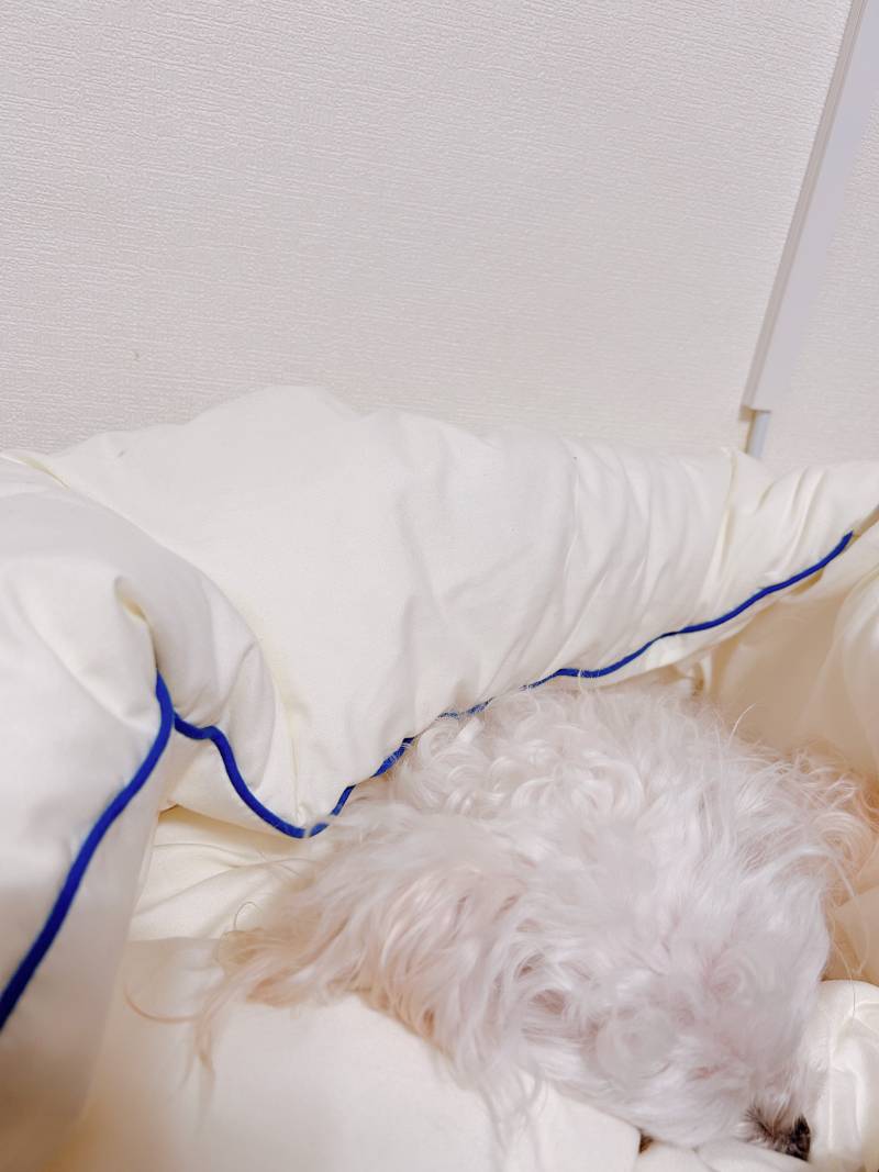 [잡담] 강쥐 코 잔다 | 인스티즈