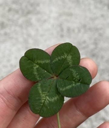 [잡담] 길가다가 네잎클로버 발견했어!!🍀🍀 | 인스티즈