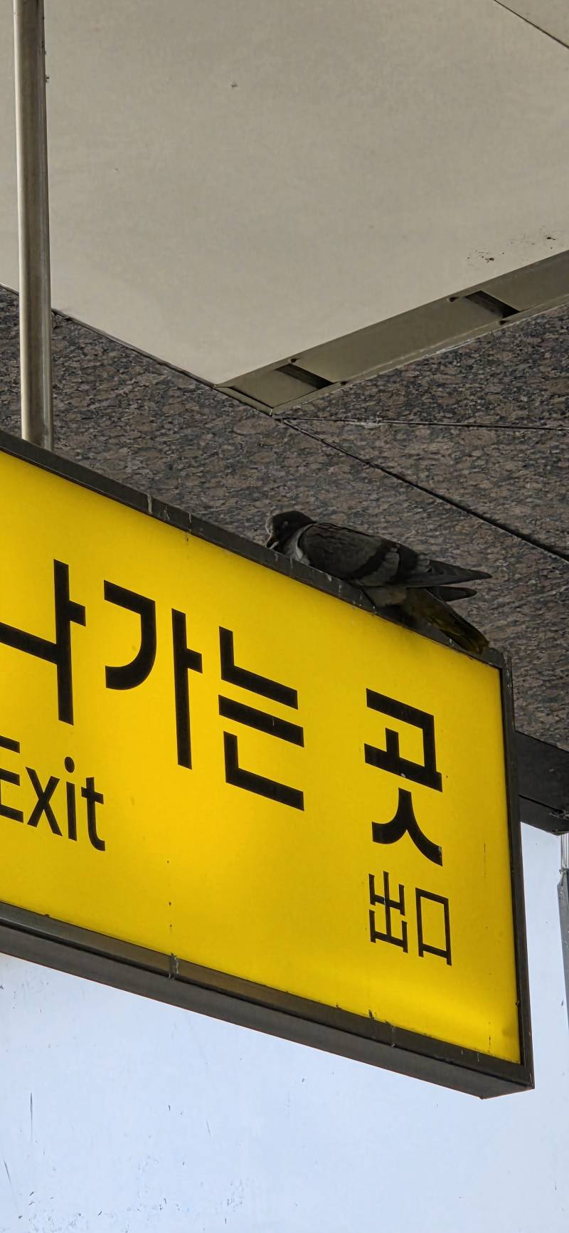 [잡담] 왕십리역에서 비둘기가 쿨쿨자 | 인스티즈