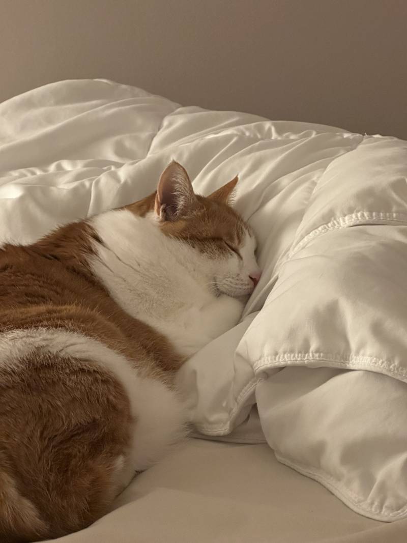 [잡담] 우리집 고양이 뚱땡이 귀엽다 | 인스티즈