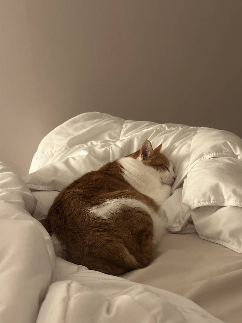 [잡담] 우리집 고양이 뚱땡이 귀엽다 | 인스티즈