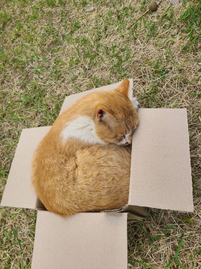 [잡담] 친한 고양이한테 상자 갖다줬는데 | 인스티즈