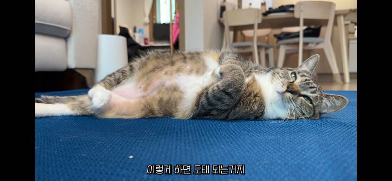 [잡담] 고양이한테 이렇게 하면 도태 되는 거지 이러넼ㅋㅋㅋ | 인스티즈