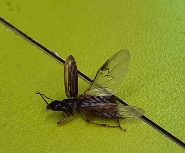 [잡담] 혐주의 이거 무슨벌레임? | 인스티즈