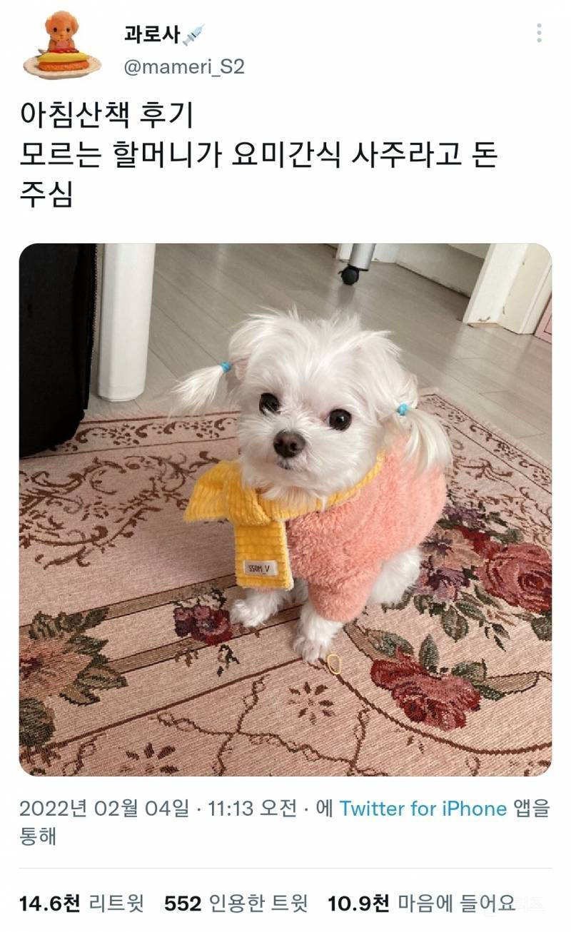 [잡담] 이런 고무줄로 강아지 털 묶으면 안 낑기나? | 인스티즈
