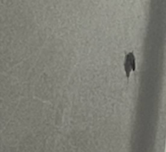 [잡담] 이거 바퀴벌레 어떻게 죽여ㅠㅠㅜㅜㅜㅜㅠㅠㅜㅠ | 인스티즈