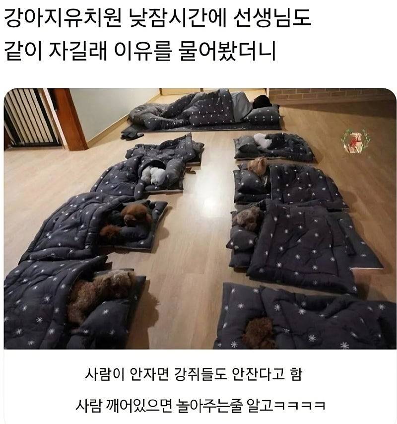 [잡담] 강아지 유치원 ㄱㅇㅇ | 인스티즈