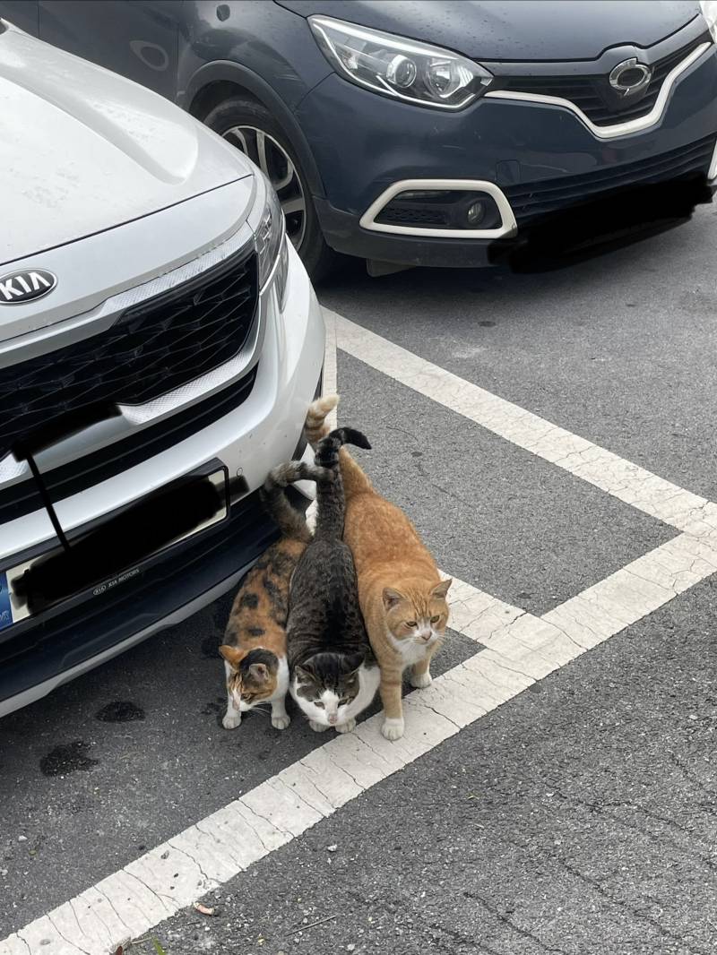 [잡담] 병원장 집 근처에 고양이 많은데 시끄럽다고 다 잡아서 | 인스티즈
