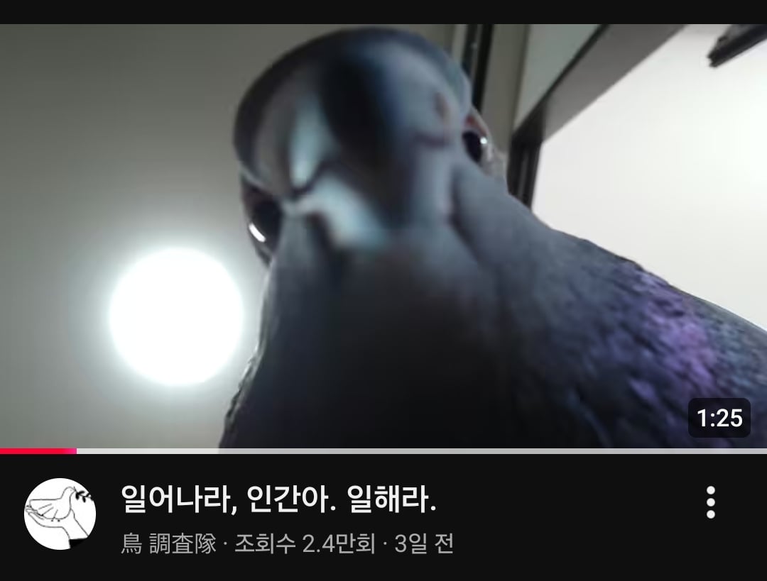 [잡담] 비둘기가 모닝콜하면 일어날 수 있어? | 인스티즈