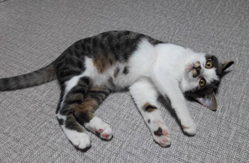 [잡담] Chatgpt로 만든 고양이 그림일기 | 인스티즈