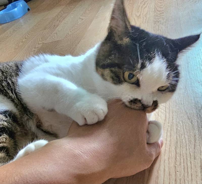 [잡담] Chatgpt로 만든 고양이 그림일기 | 인스티즈